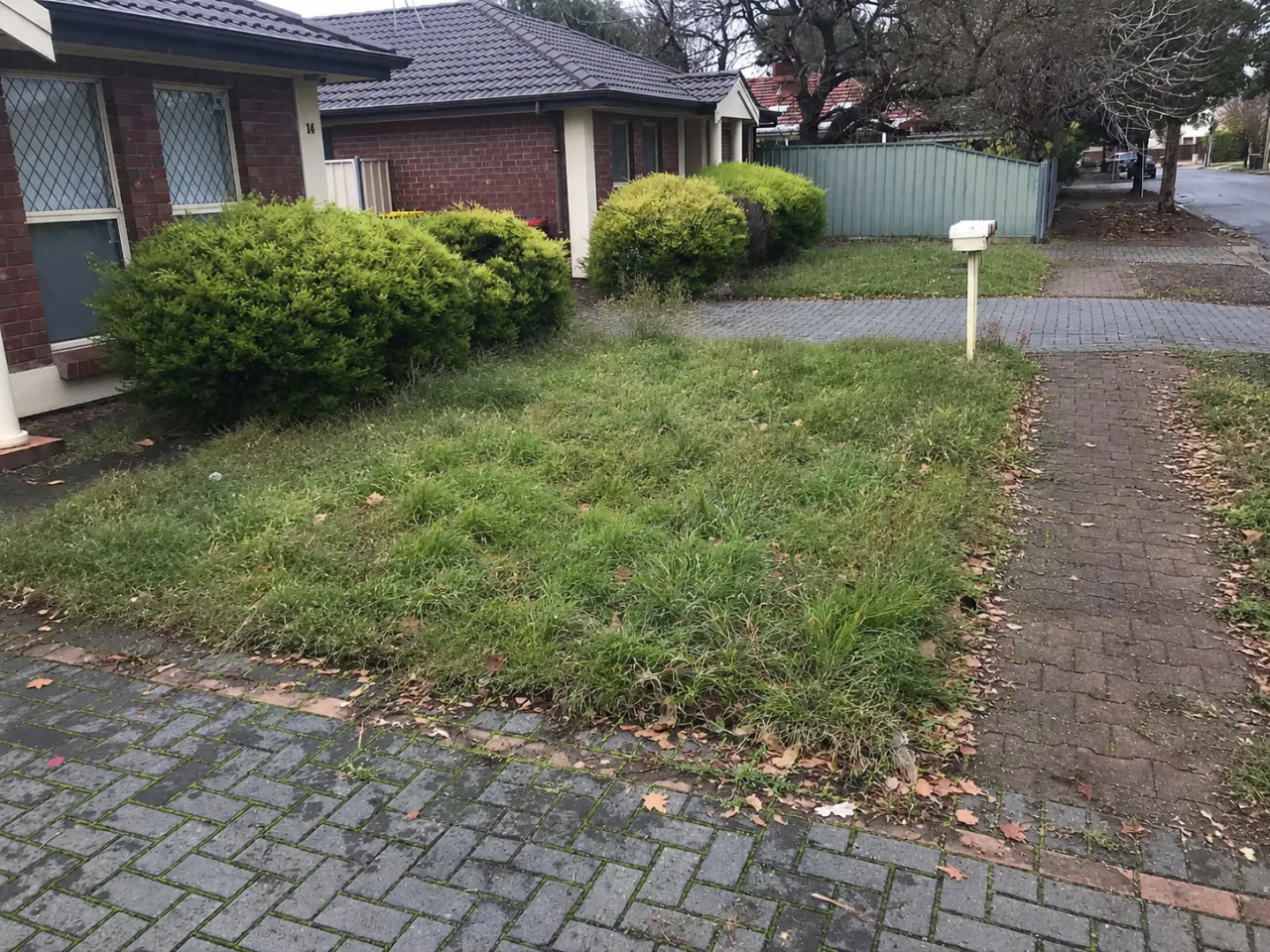 Overgrown front lawn