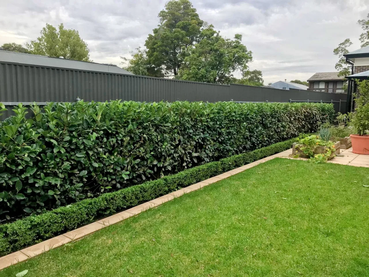 Freshly trimmed hedge and clean mowed lawn