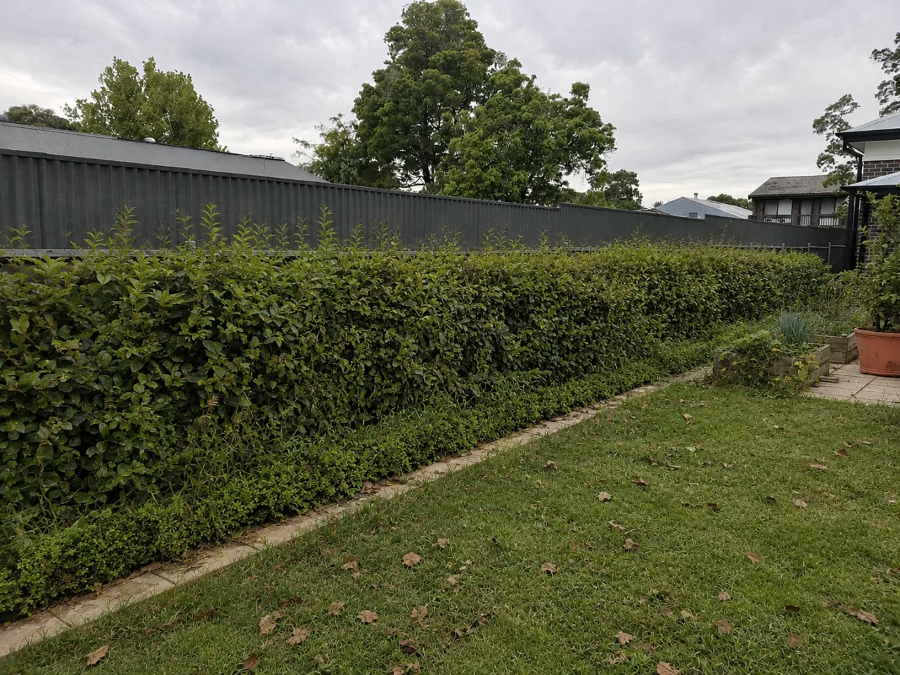 Overgrown hedge and leaf-covered lawn