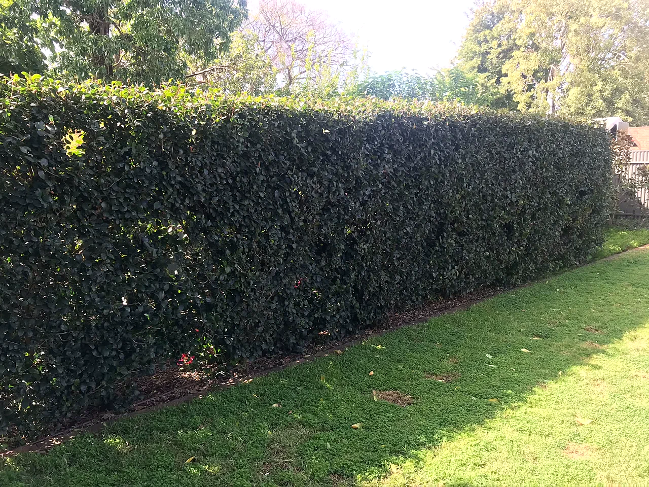 Neatly trimmed flat-topped hedge